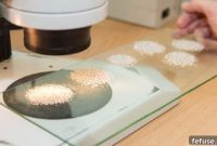 Alrosas August 2020 Diamond Sales Surge 19 Percent To 216.7 Million Dollars