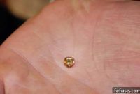 Rare 1.73 Carat Diamond Unearthed in Arkansas